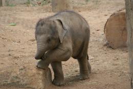 Baby Elephant